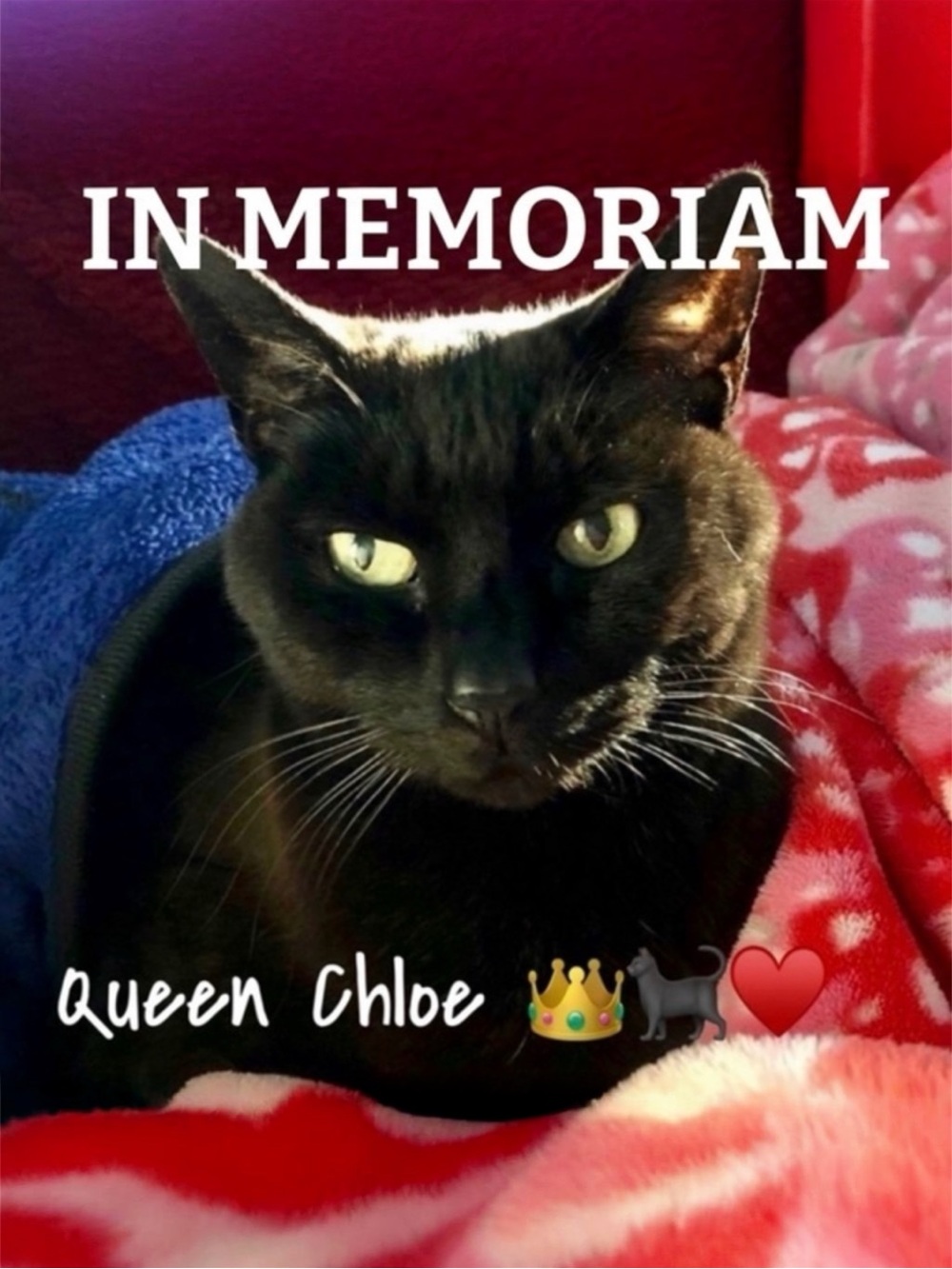 Queen Chloe 👑🐈‍⬛♥️ ~ In Memoriam